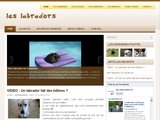 Une race de chien doux et intelligent, les labradors