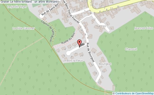 plan Le Hêtre Tortillard : Un Arbre étonnant