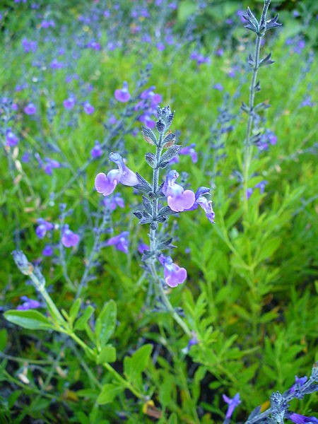 La sauge : une plante aromatique et décorative