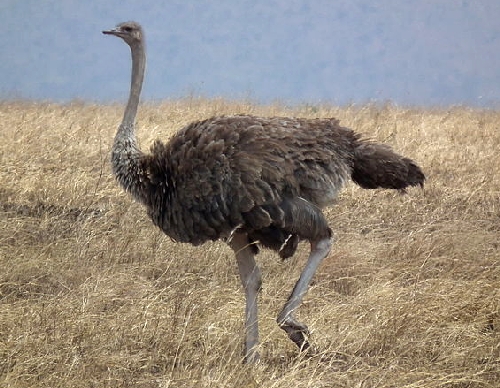 Les Oiseaux Qui Ne Volent Pas Présentation Et Caractéristiques