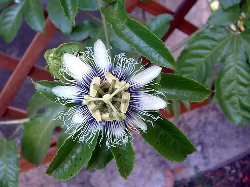 Passiflore 'Edulis' - Grenadille - passiflora