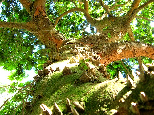 pernambouc-arbre