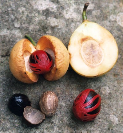 Le muscadier : l'arbre qui donne la noix de muscade