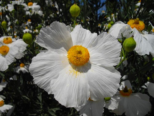 Le pavot en arbre : une belle fleur estivale