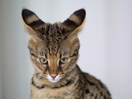 Découvrez 5 races de chats atypiques