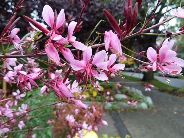 une plante Martin 25 janvier trouvée par Martine et Ajonc 9970-gaura-rose