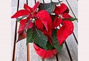 Noël : 5 plantes à offrir pour les fêtes