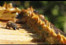 La propolis : un antibiotique naturel