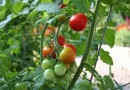 Comment planter des tomates ?