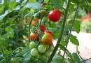 Comment planter des tomates ?