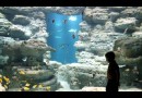 Cinéaqua : un aquarium au Trocadéro à Paris