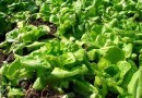 Planter des salades : méthode et variétés