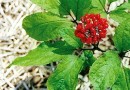 Le ginseng : une plante médicinale anti-fatigue