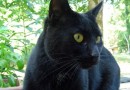 Le chat noir : légendes et superstitions
