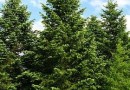 Le sapin de Nordmann : entretien et plantation