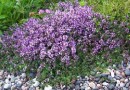 Les plantes couvre-sol : guide pratique