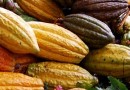 Le criollo : le plus précieux des cacaos