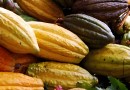 Le criollo : le plus précieux des cacaos