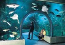 L'Océarium du Croisic : un aquarium au bord de l'eau