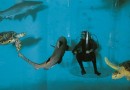 Le grand aquarium de Saint-Malo : un voyage sous-marin