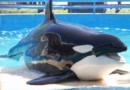 Marineland