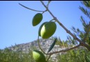 A l'automne, l'Hérault dévoile ses saveurs de saison 