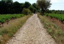 Les vignobles du Val d'Hérault : un circuit de Pézenas à Caux