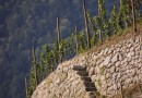 Hérault patrimoine et viticulture en pays de Lunel