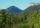 Les vins du Languedoc : guide pratique