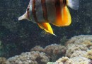 Le Muséum Aquarium de Nancy : un musée scientifique réputé