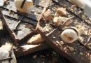 Comment fabrique-t-on une tablette de chocolat ?