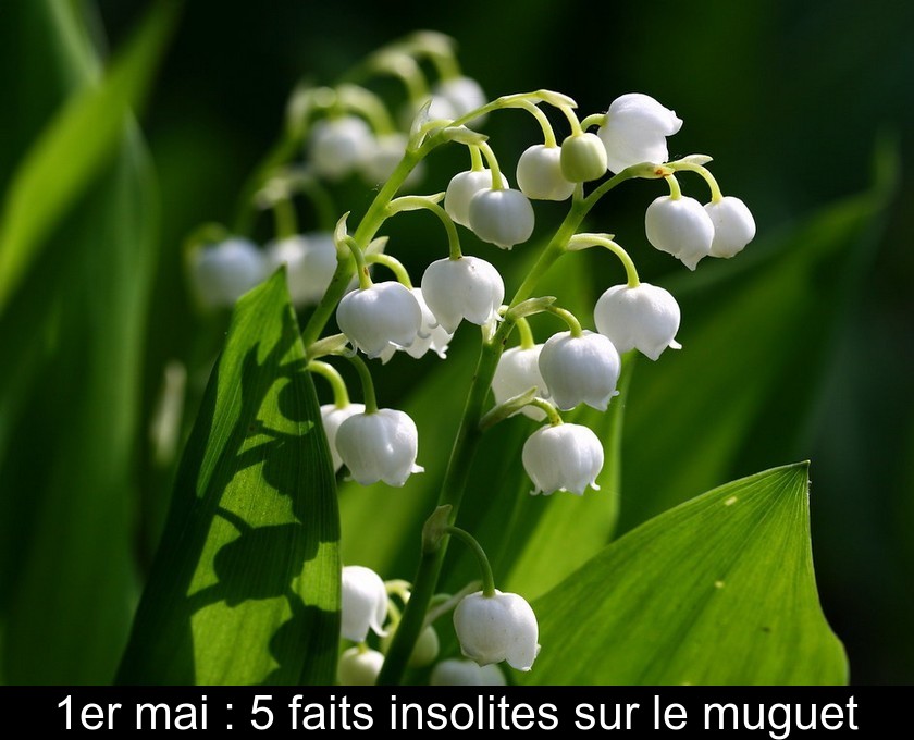 1er mai : 5 faits insolites sur le muguet