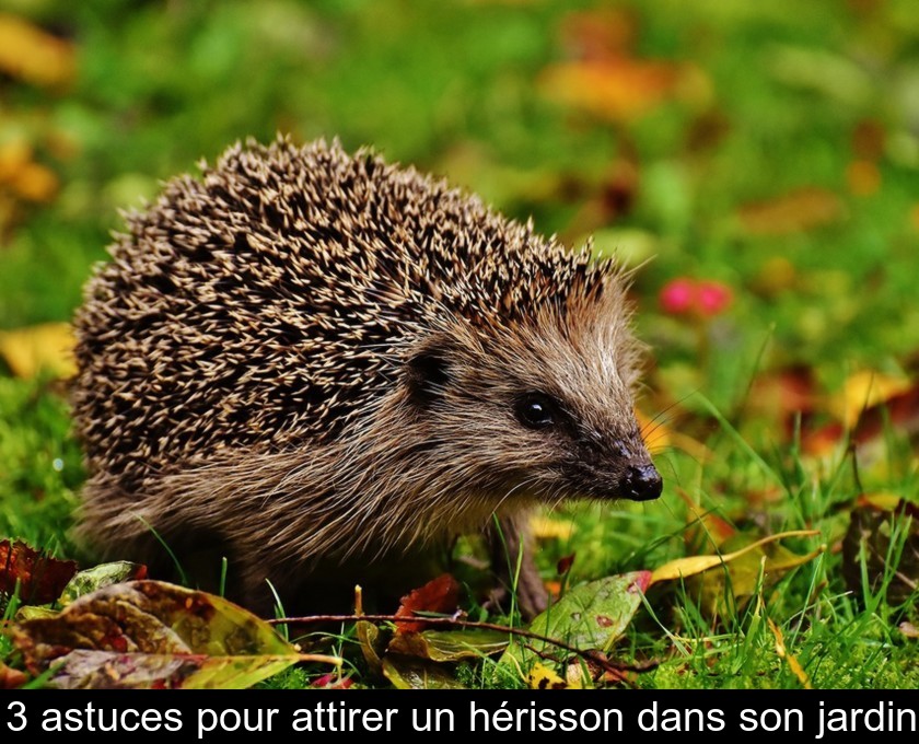 3 astuces pour attirer un hérisson dans son jardin