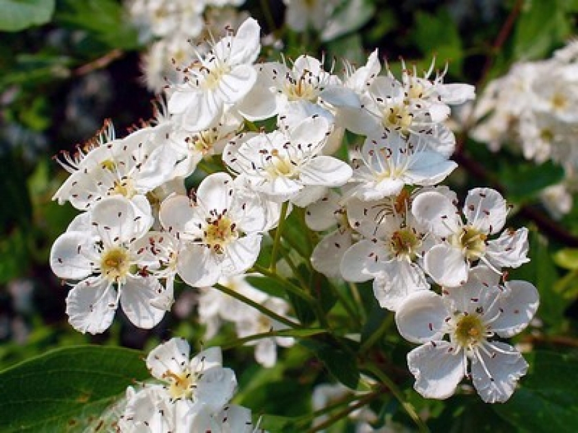 4 plantes qui font baisser la tension