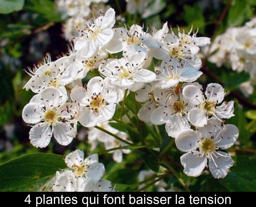 4 plantes qui font baisser la tension