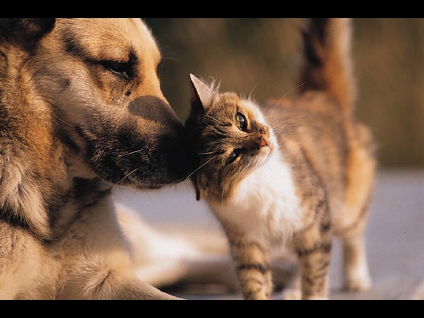 5 bonnes raisons d'avoir un animal de compagnie 5 bonnes raisons d'avoir un animal de compagnie