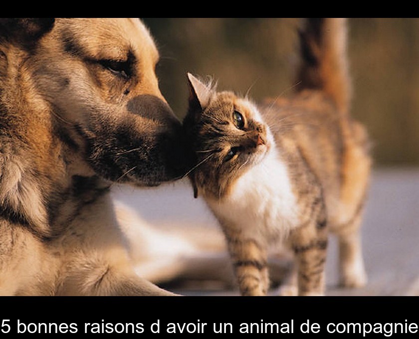 5 bonnes raisons d'avoir un animal de compagnie 5 bonnes raisons d'avoir un animal de compagnie