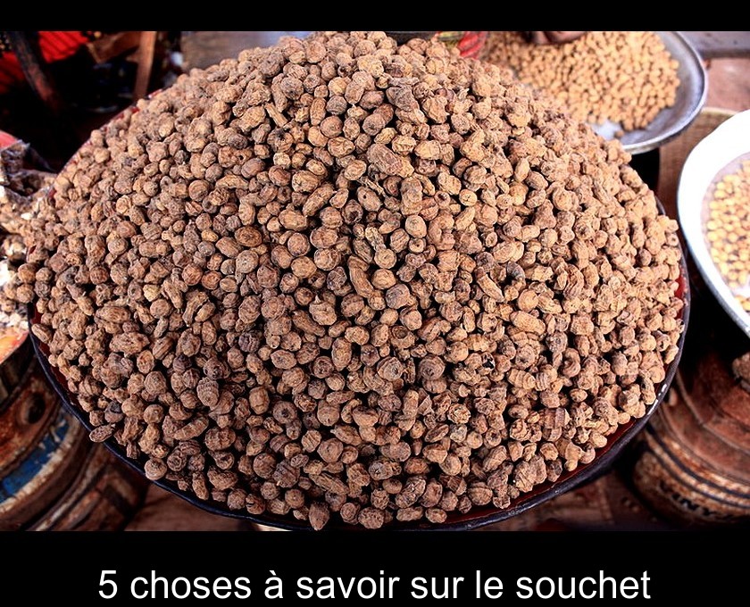 5 choses à savoir sur le souchet