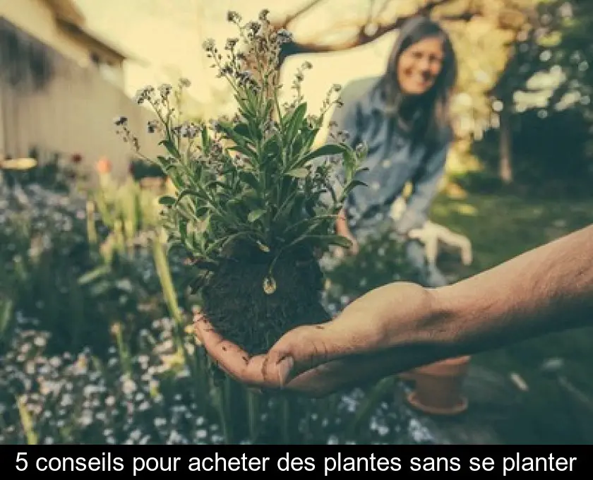 5 conseils pour acheter des plantes sans se planter