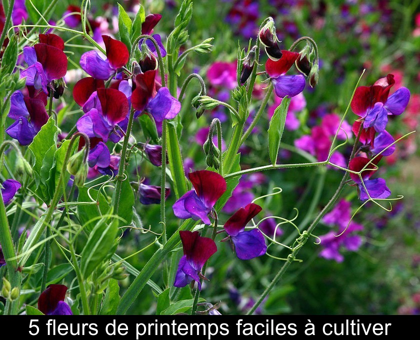 5 fleurs de printemps faciles à cultiver 5 fleurs de printemps faciles à cultiver