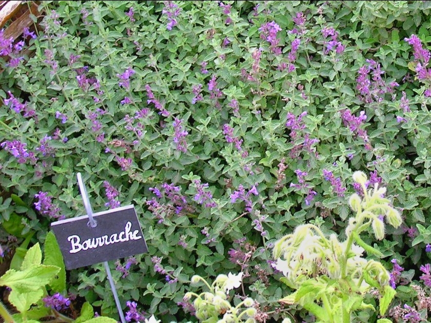 5 plantes médicinales à cultiver au jardin 5 plantes médicinales à cultiver au jardin