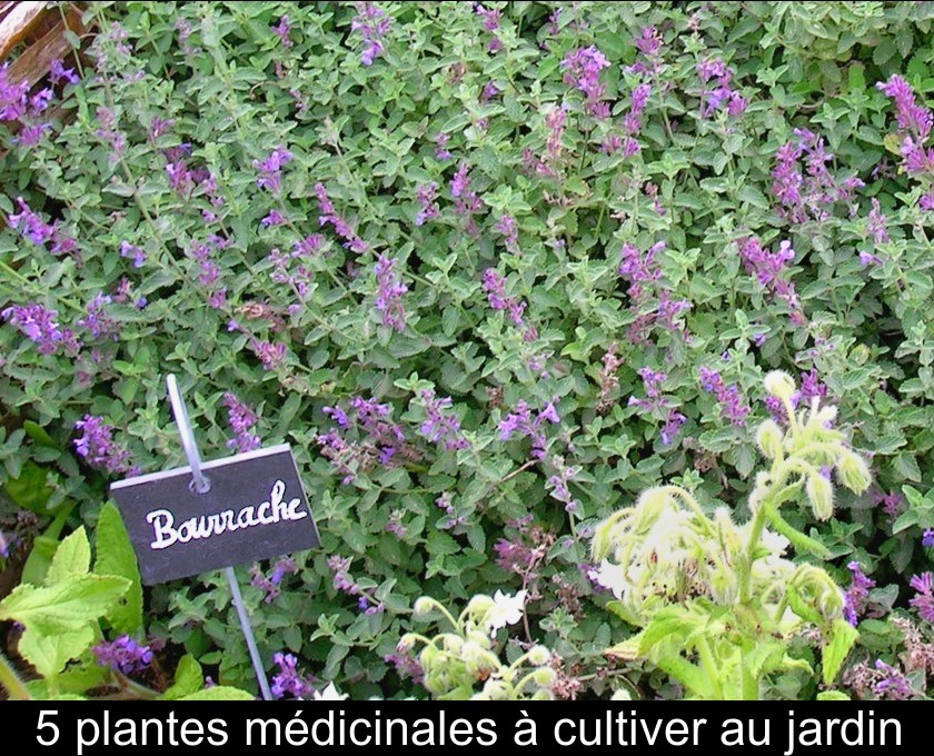 5 plantes médicinales à cultiver au jardin 5 plantes médicinales à cultiver au jardin
