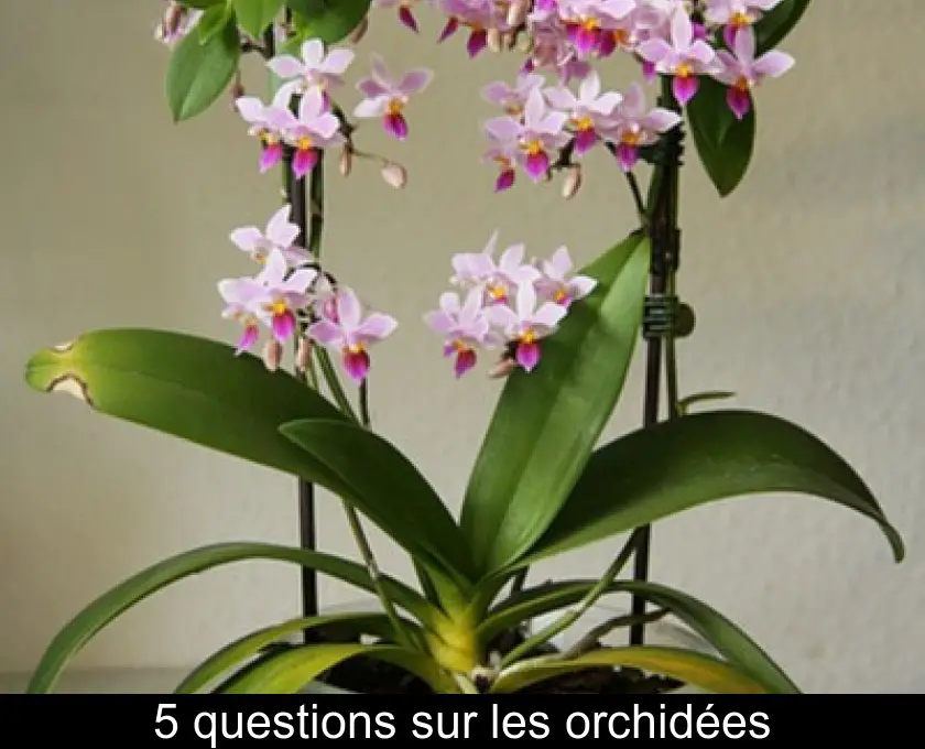 5 questions sur les orchidées
