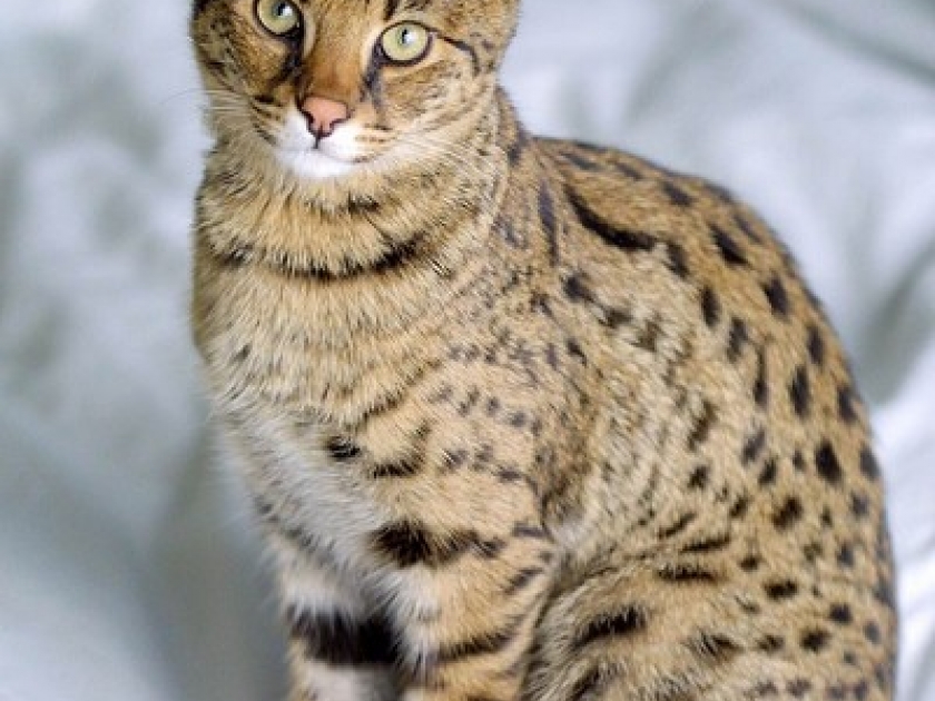 5 races de chat insolites 5 races de chat insolites