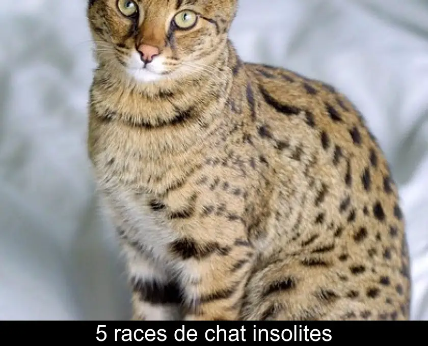 5 races de chat insolites