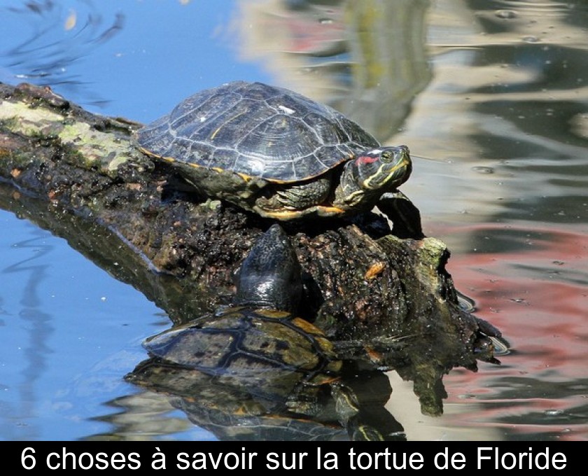 6 choses à savoir sur la tortue de Floride