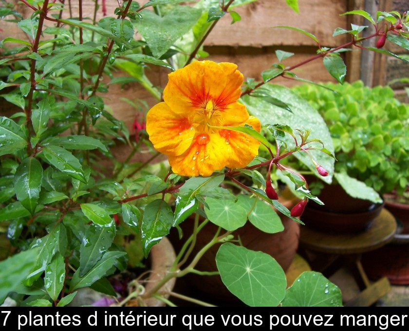 7 plantes d'intérieur que vous pouvez manger 7 plantes d'intérieur que vous pouvez manger