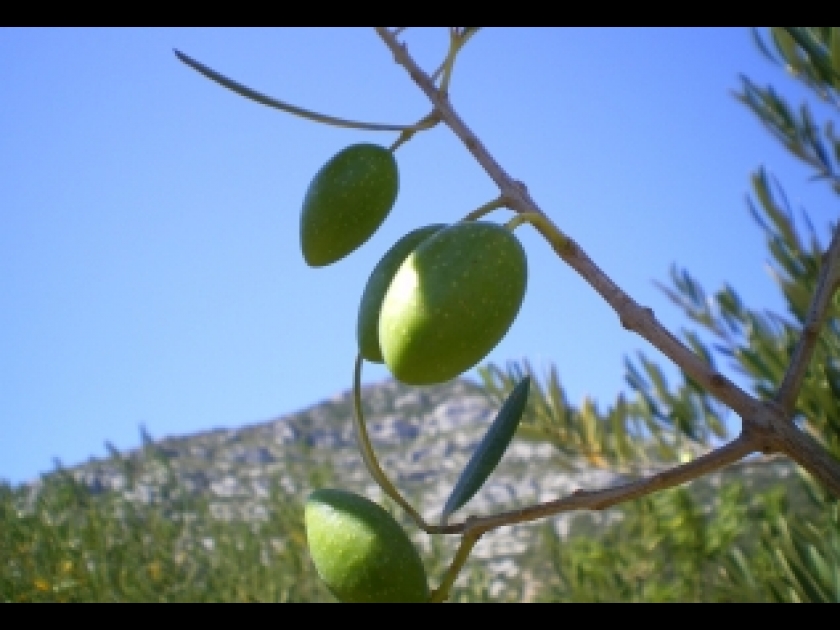 A l'automne, l'Hérault dévoile ses saveurs de saison A l'automne, l'Hérault dévoile ses saveurs de saison