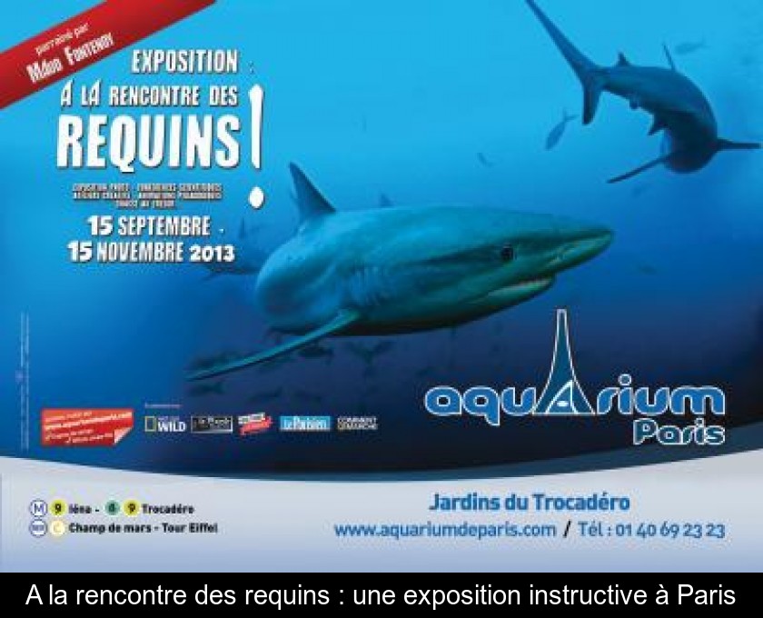 A la rencontre des requins : une exposition instructive à Paris