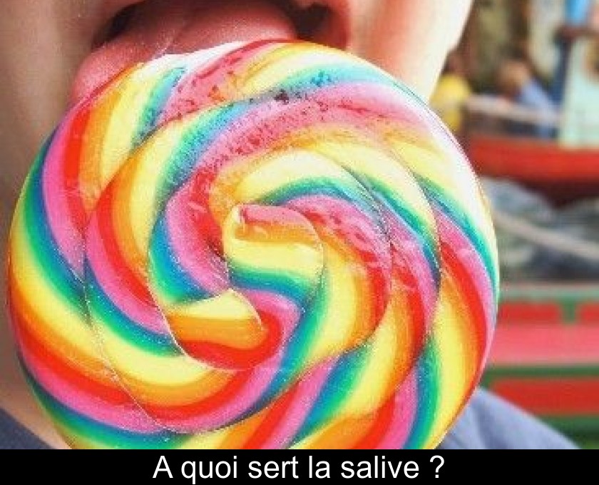 A quoi sert la salive ?